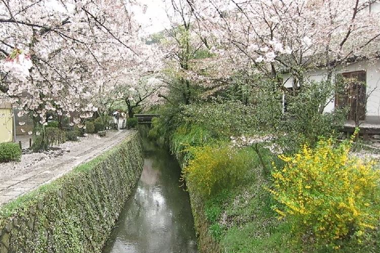 Japan Kansai, Daimonji-yama and Philosopher's Path, Kyoto, Philosopher's Walk, Walkopedia